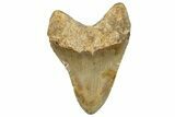 Fossil Megalodon Tooth - North Carolina #258060-1